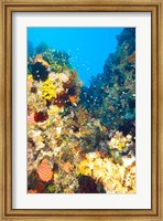 Framed Healthy Reef, Komodo, Indonesia