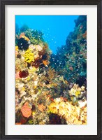 Framed Healthy Reef, Komodo, Indonesia