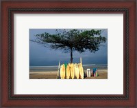Framed Surfboards Lean Against Lone Tree on Beach in Kuta, Bali, Indonesia