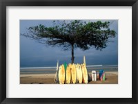 Framed Surfboards Lean Against Lone Tree on Beach in Kuta, Bali, Indonesia