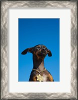 Framed Israel, Tel Aviv, Dog, Jewish Star of David medallion