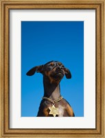 Framed Israel, Tel Aviv, Dog, Jewish Star of David medallion