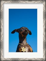 Framed Israel, Tel Aviv, Dog, Jewish Star of David medallion