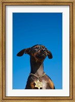 Framed Israel, Tel Aviv, Dog, Jewish Star of David medallion