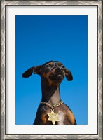 Framed Israel, Tel Aviv, Dog, Jewish Star of David medallion