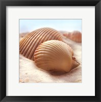 Framed Beachy Shell I