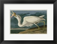 Framed Great White Heron