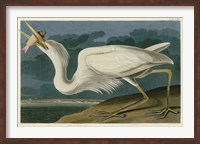 Framed Great White Heron