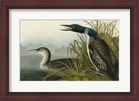 Framed Great Northern Diver or Loon