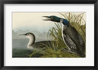 Framed Great Northern Diver or Loon