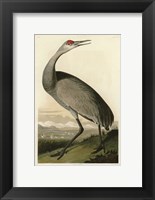 Framed Hooping Crane