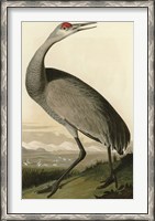 Framed Hooping Crane