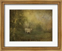 Framed Tendre Charolais