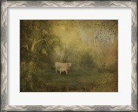 Framed Tendre Charolais