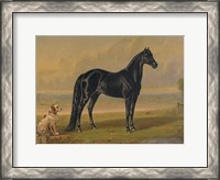 Framed America's Renowned Stallions, c. 1876 I