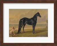 Framed America's Renowned Stallions, c. 1876 I