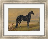 Framed America's Renowned Stallions, c. 1876 I