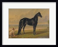 Framed America's Renowned Stallions, c. 1876 I