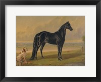 Framed America's Renowned Stallions, c. 1876 I