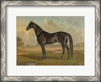 Framed America's Renowned Stallions, c. 1876 II
