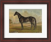 Framed America's Renowned Stallions, c. 1876 II