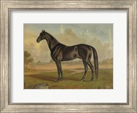 Framed America's Renowned Stallions, c. 1876 II