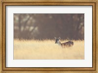 Framed Small One
