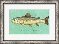 Framed Brown Trout