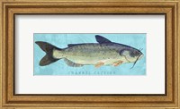 Framed Channel Catfish