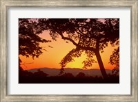 Framed Jojakkoji at Dawn, Arashiyama, Kyoto, Japan