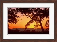 Framed Jojakkoji at Dawn, Arashiyama, Kyoto, Japan