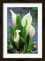 Framed Skunk Cabbage, Mt Hakkoda, Japan