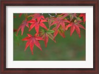 Framed Maple Leaves, Kyoto, Japan