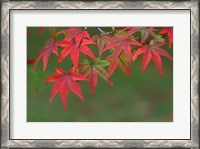 Framed Maple Leaves, Kyoto, Japan