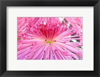 Framed Crysanthemum, Sensoji Temple, Asakusa, Tokyo, Japan