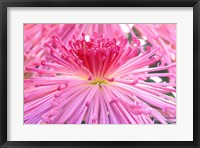 Framed Crysanthemum, Sensoji Temple, Asakusa, Tokyo, Japan