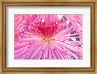 Framed Crysanthemum, Sensoji Temple, Asakusa, Tokyo, Japan