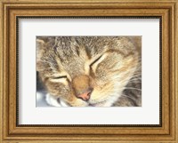 Framed Cat Sleeping