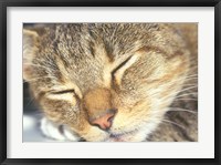 Framed Cat Sleeping
