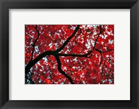 Framed Japan, Honshu, Tochigi, Nikko, Scarlet maple tree