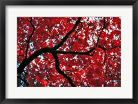 Framed Japan, Honshu, Tochigi, Nikko, Scarlet maple tree