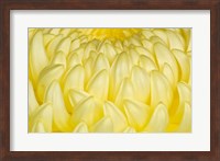 Framed Chrysanthemum Flowers, Ise Shrine, Mie, Japan