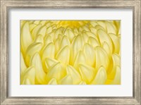 Framed Chrysanthemum Flowers, Ise Shrine, Mie, Japan