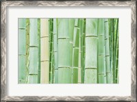 Framed Bambloo Forest, Sagano, Arashiyama, Kyoto, Japan