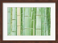 Framed Bambloo Forest, Sagano, Arashiyama, Kyoto, Japan