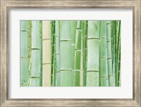 Framed Bambloo Forest, Sagano, Arashiyama, Kyoto, Japan