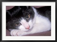 Framed Cat Relaxing on Sofa