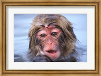 Framed Japan, Nagano, Jigokudani, Snow Monkey in Hot Spring