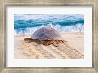 Framed Loggerhead Turtle, Nagata, Kagoshima, Yakushima, Japan