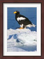 Framed Japan, Hokkaido, Raus, Steller's Sea Eagle